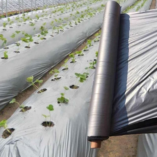 Mulch Film